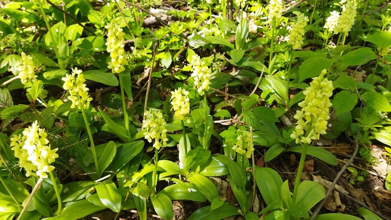 Botanická vycházka za orchidejemi