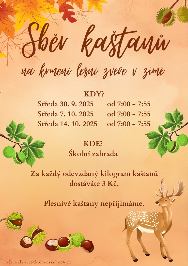Sběr kaštanů na krmění lesní zvěře
