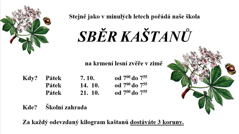 Sběr kaštanů