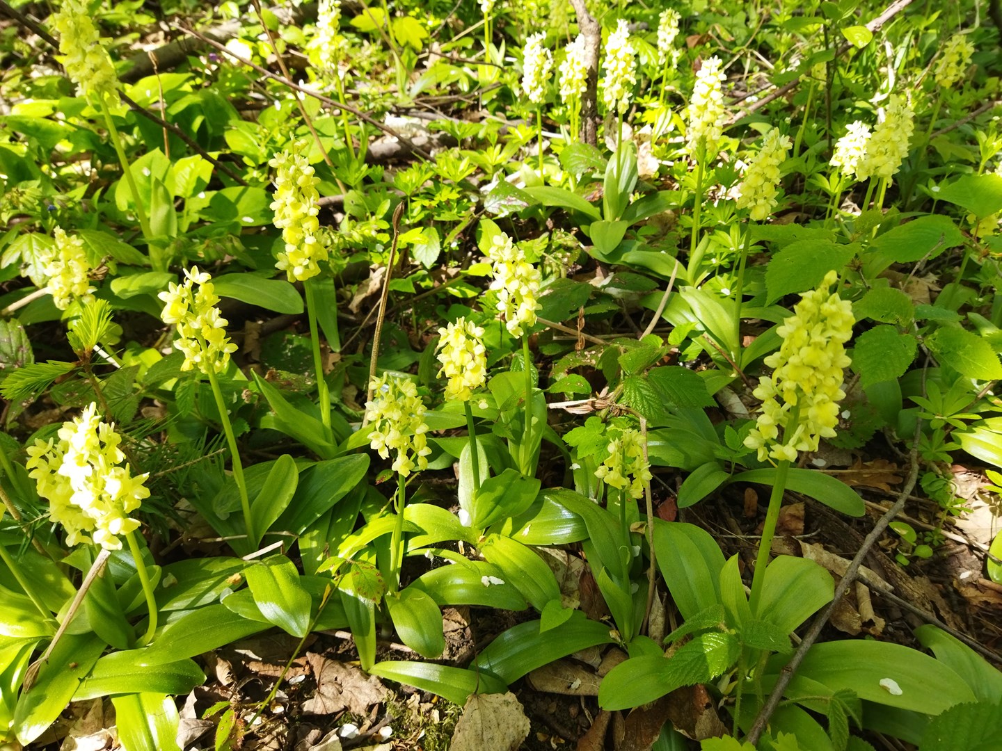 Botanická vycházka za orchidejemi