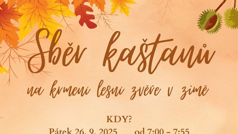 Sběr kaštanů