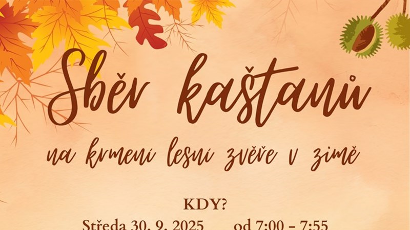 Sběr kaštanů na krmení lesní zvěře